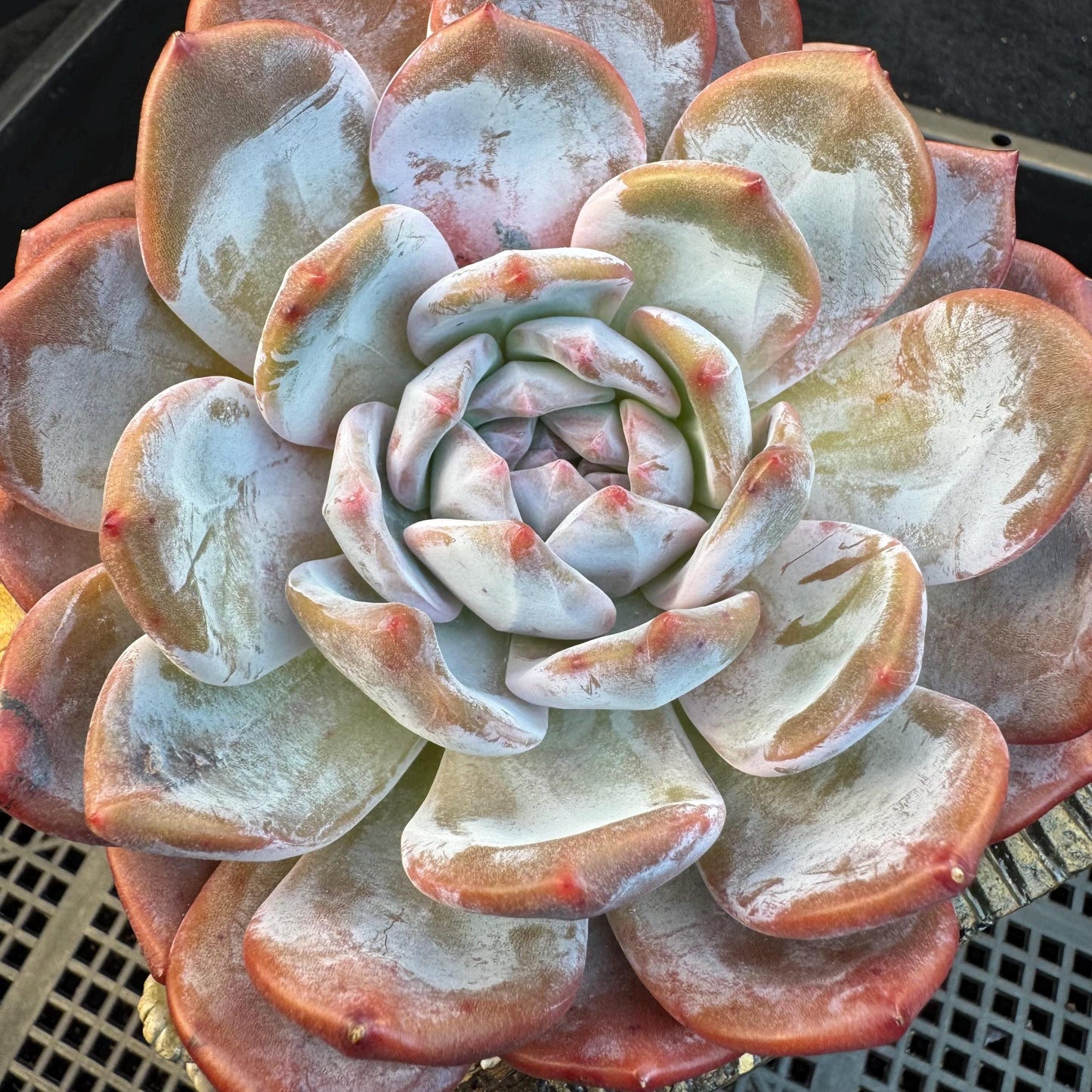 Echeveria ' orange monroe ', a big head with a baby, 5.8inches, S01