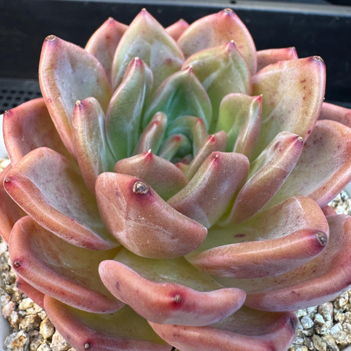 Echeveria ' pink champagne ', a single head, 3.2inches, S15