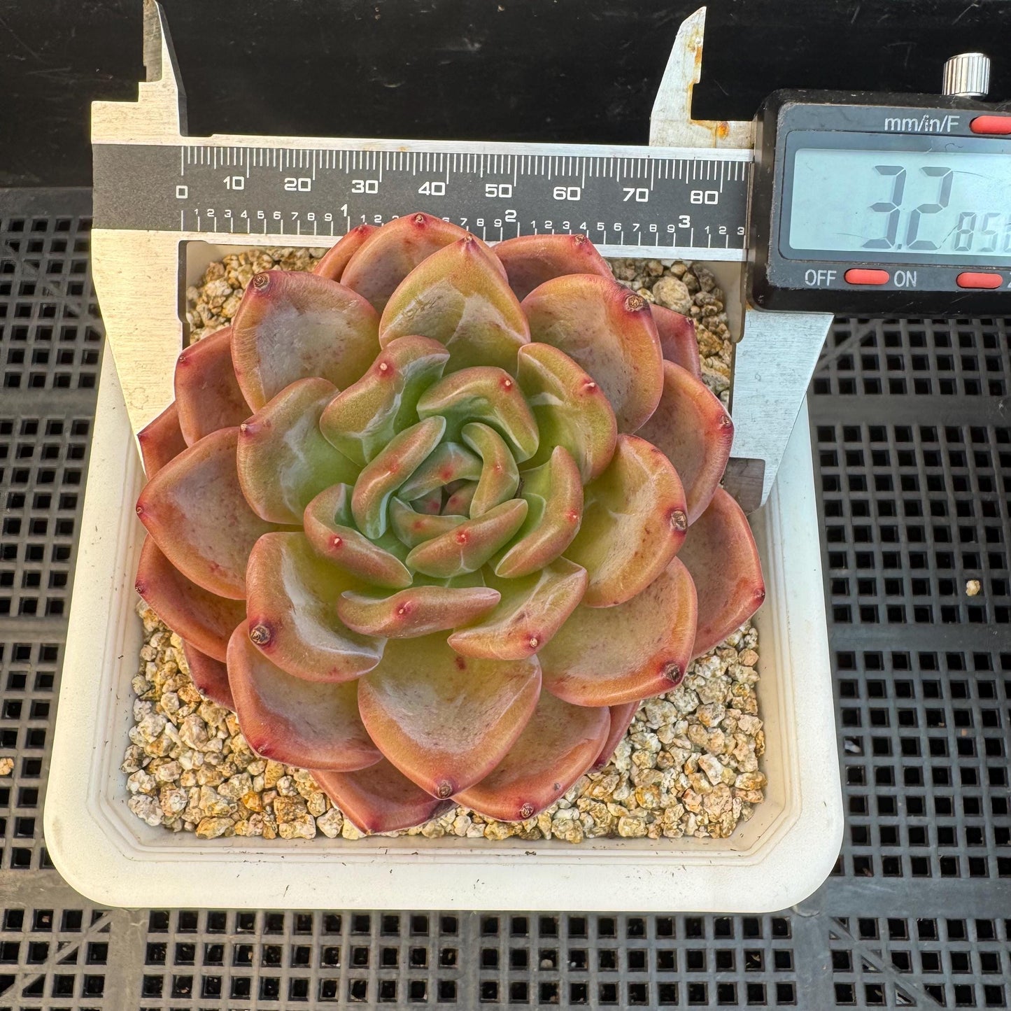 Echeveria ' pink champagne ', a single head, 3.2inches, S15