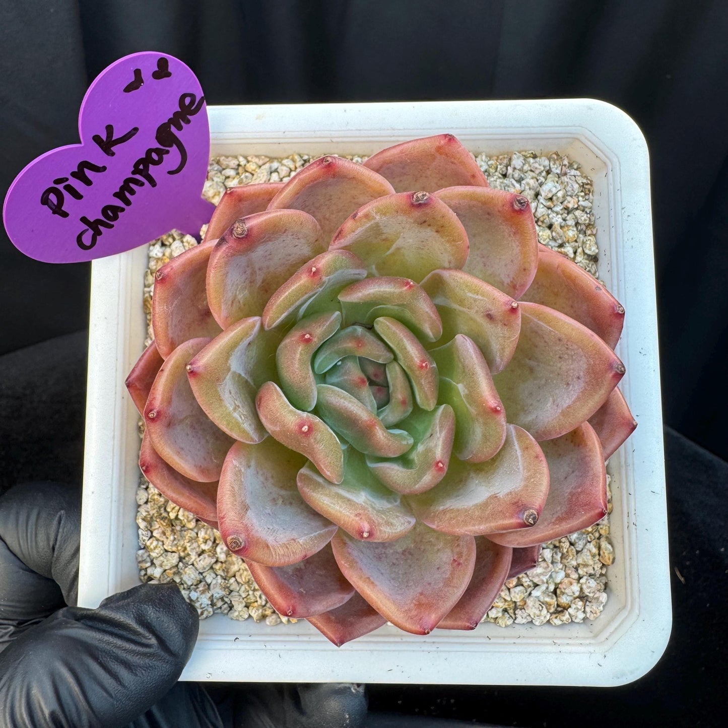 Echeveria ' pink champagne ', a single head, 3.2inches, S15