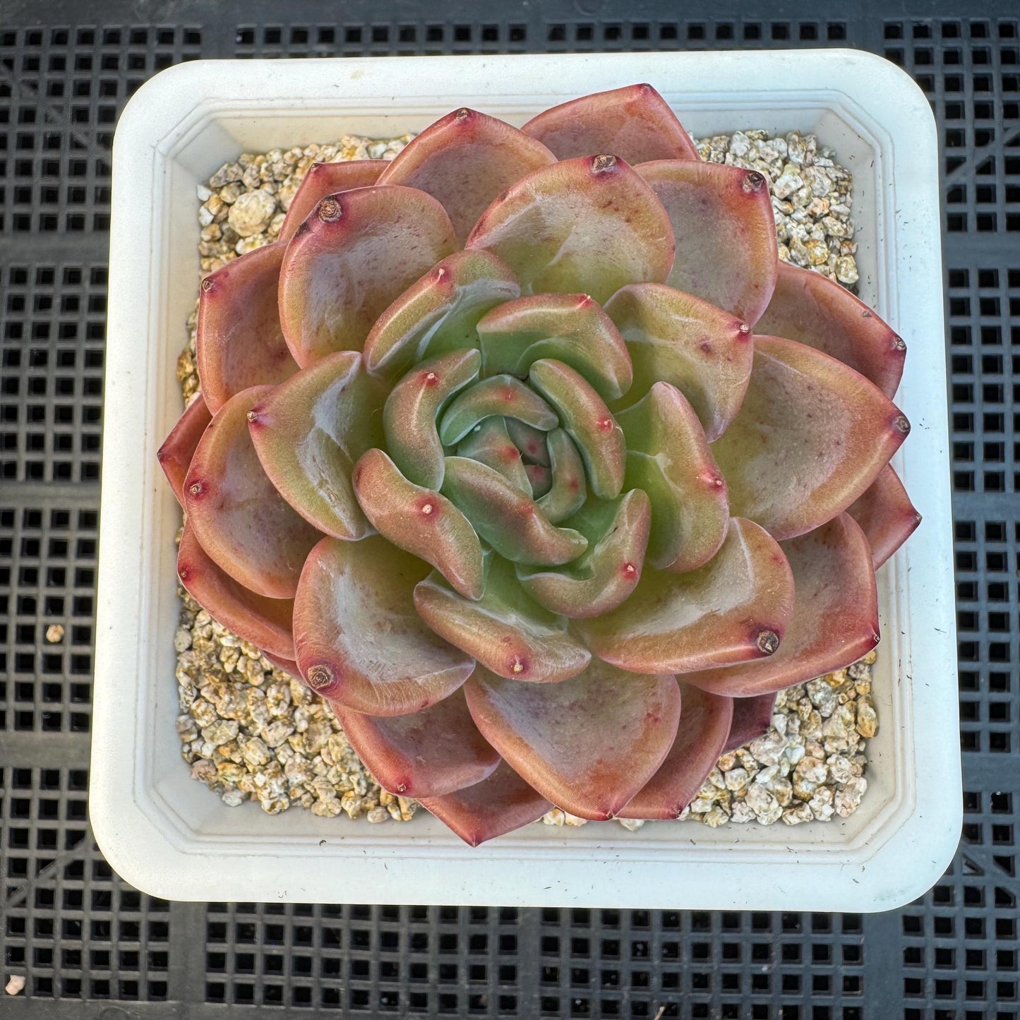 Echeveria ' pink champagne ', a single head, 3.2inches, S15