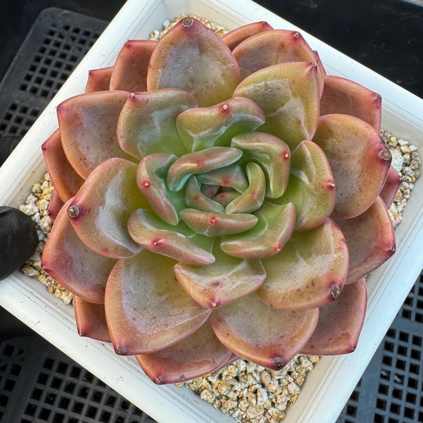 Echeveria ' pink champagne ', a single head, 3.2inches, S15