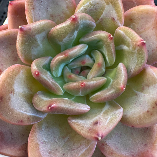 Echeveria ' pink champagne ', a single head, 3.2inches, S15