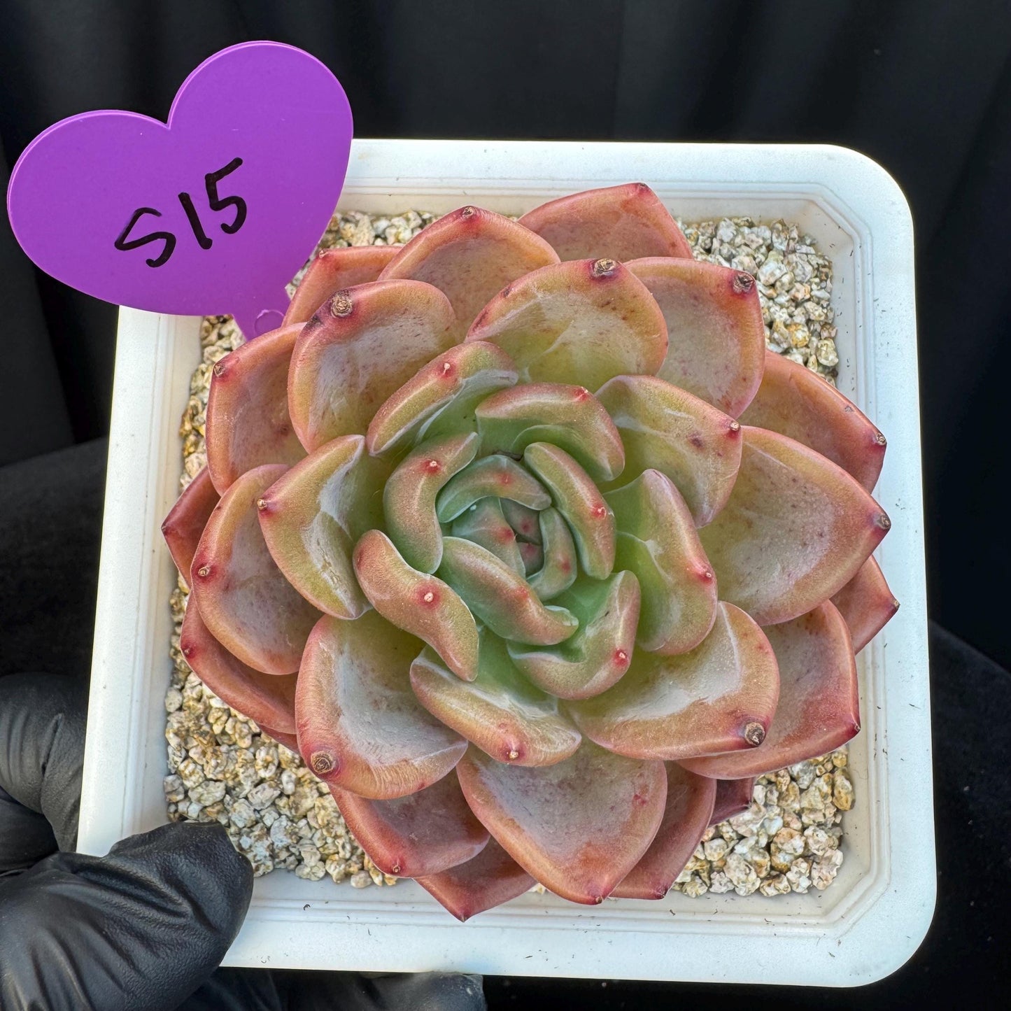 Echeveria ' pink champagne ', a single head, 3.2inches, S15