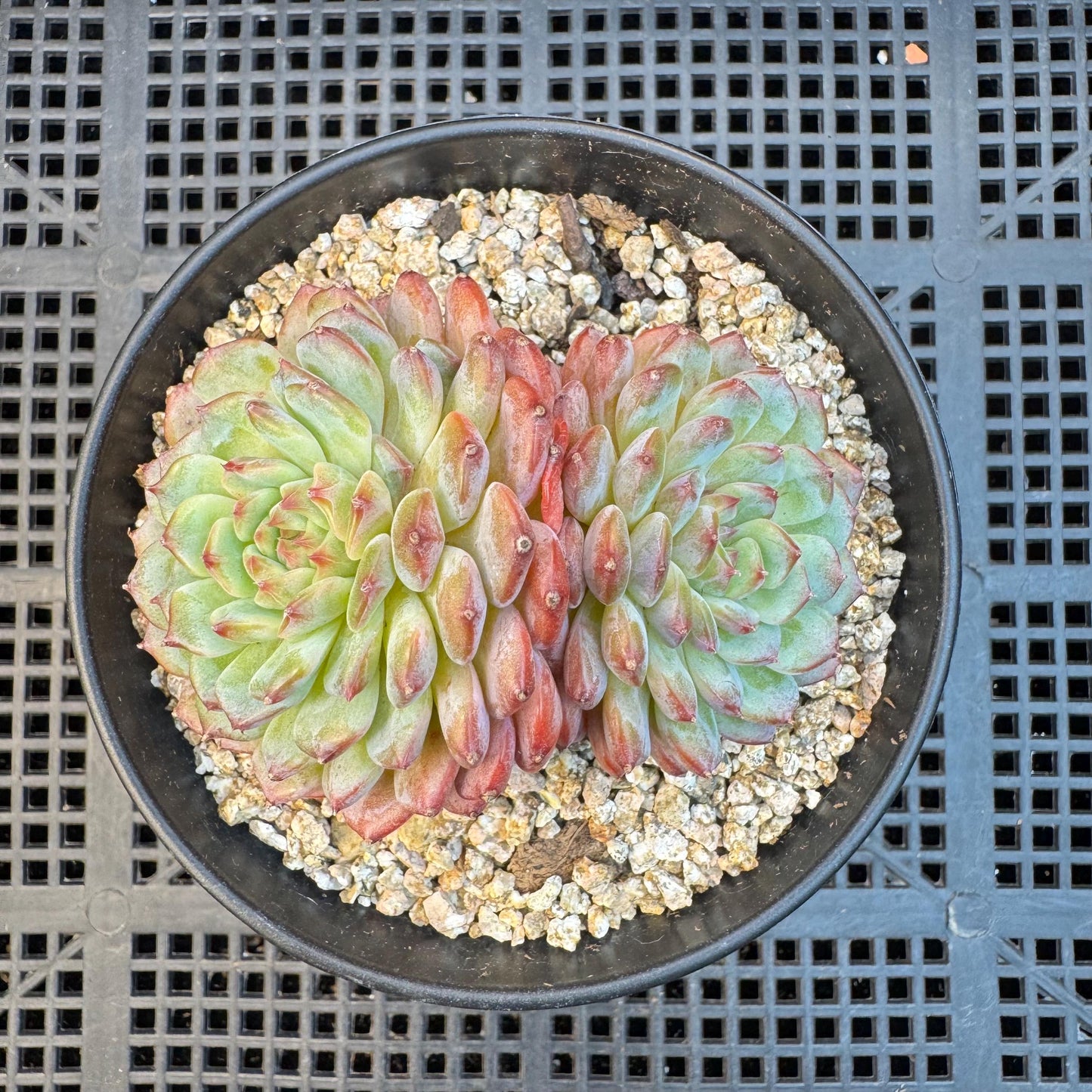 Echeveria ' white fatty ', 2heads, 3.1inches, S16