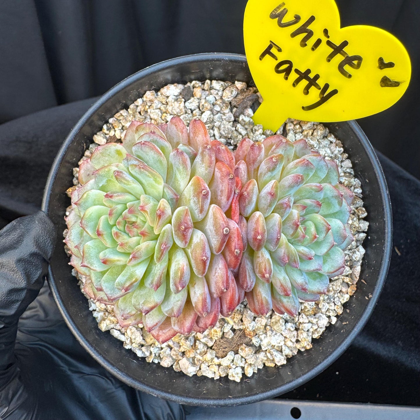 Echeveria ' white fatty ', 2heads, 3.1inches, S16
