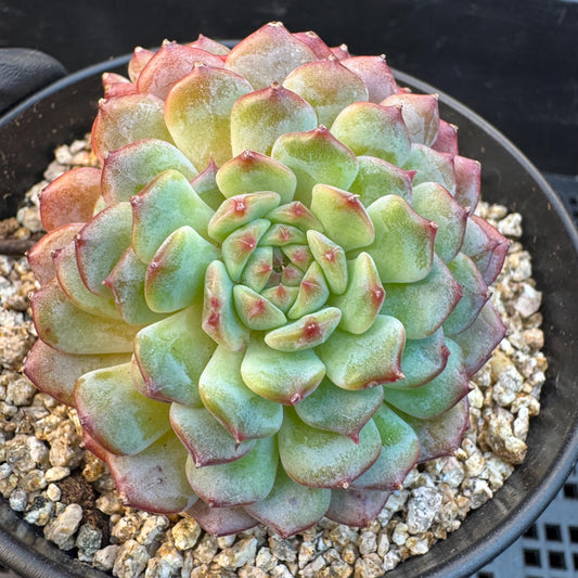 Echeveria ' white fatty ', 2heads, 3.1inches, S16