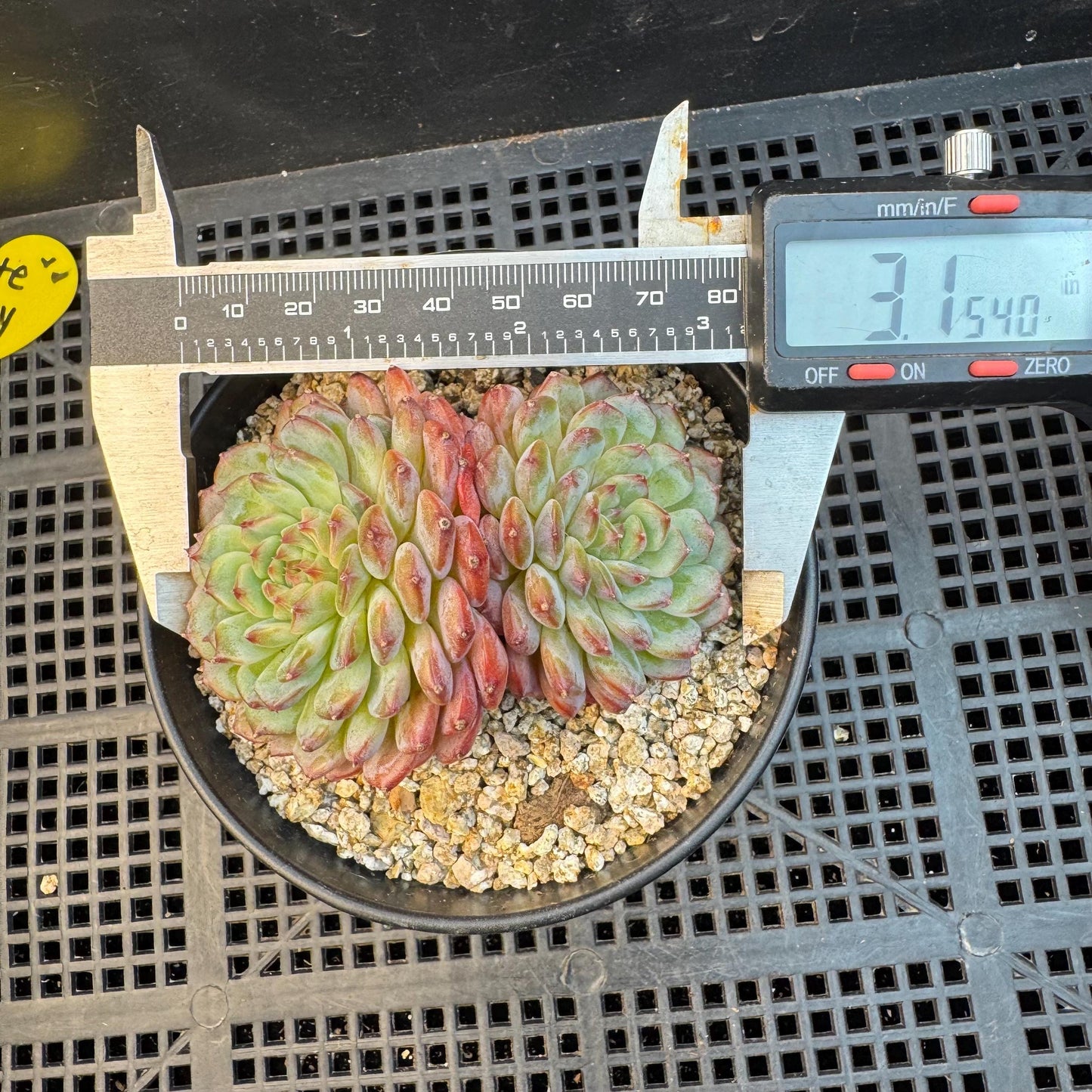 Echeveria ' white fatty ', 2heads, 3.1inches, S16