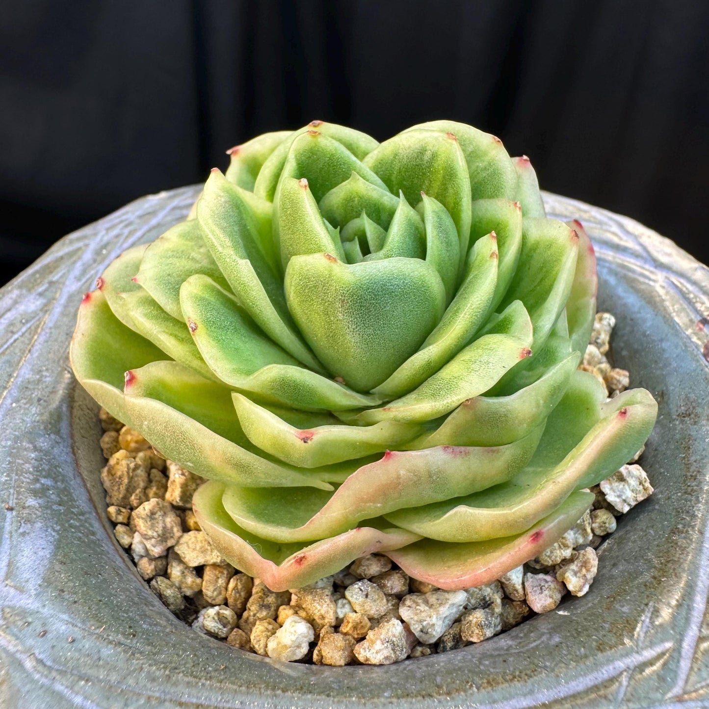 Echeveria ' Ice rose variegated ', single head, 2.8inches, D3
