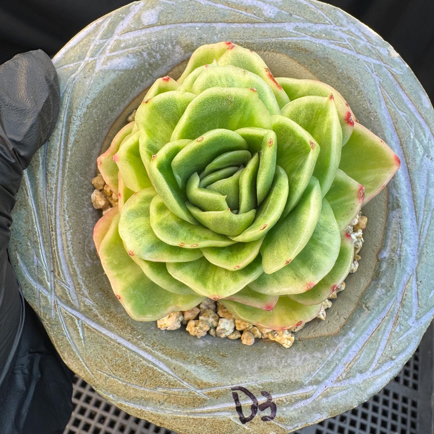 Echeveria ' Ice rose variegated ', single head, 2.8inches, D3