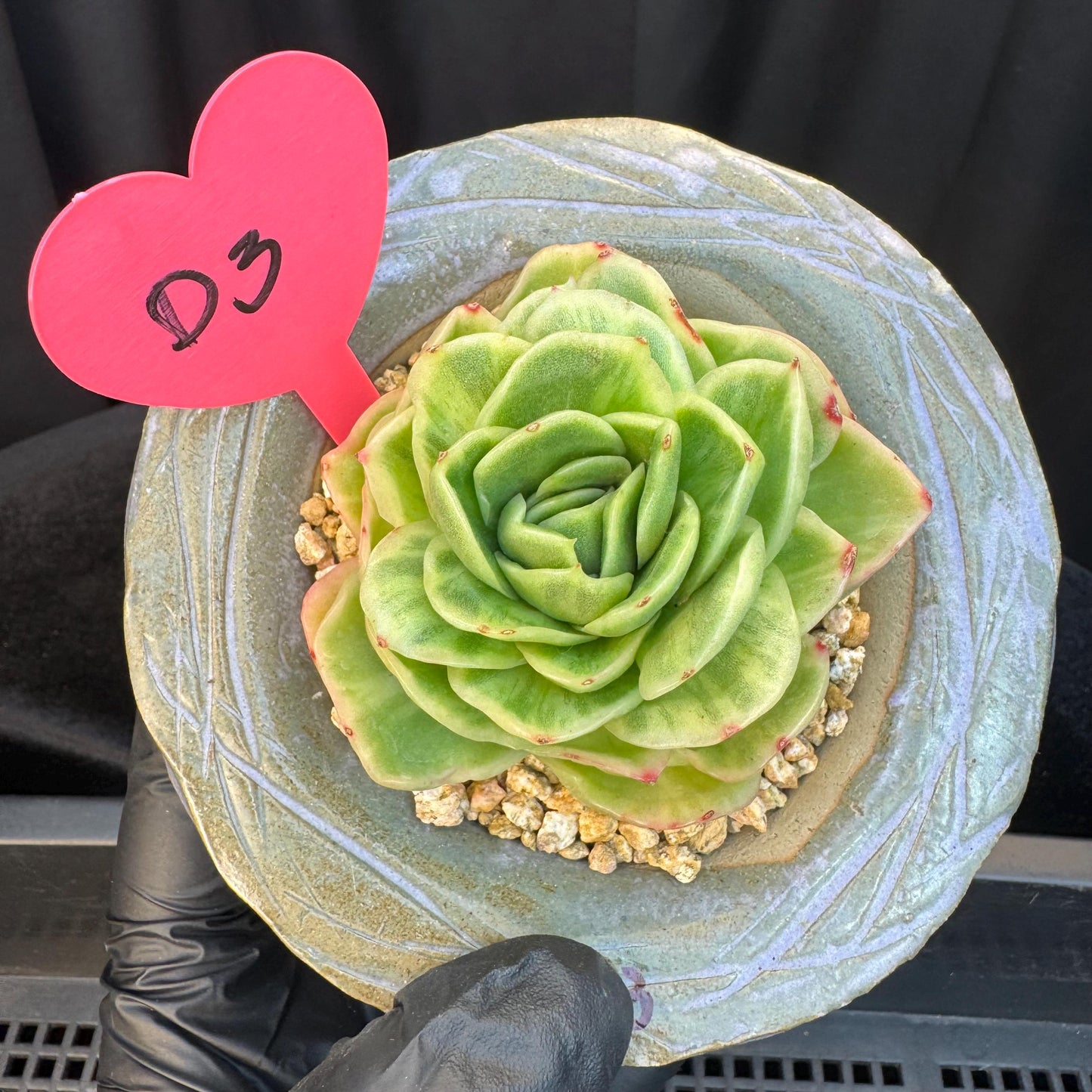 Echeveria ' Ice rose variegated ', single head, 2.8inches, D3