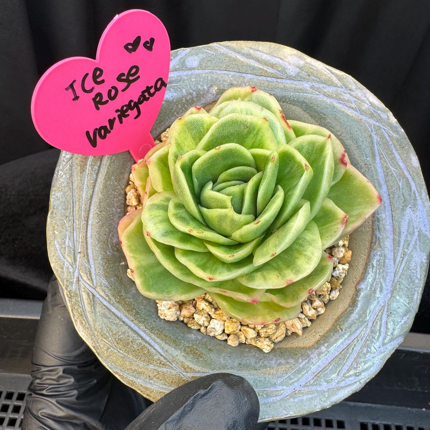Echeveria ' Ice rose variegated ', single head, 2.8inches, D3