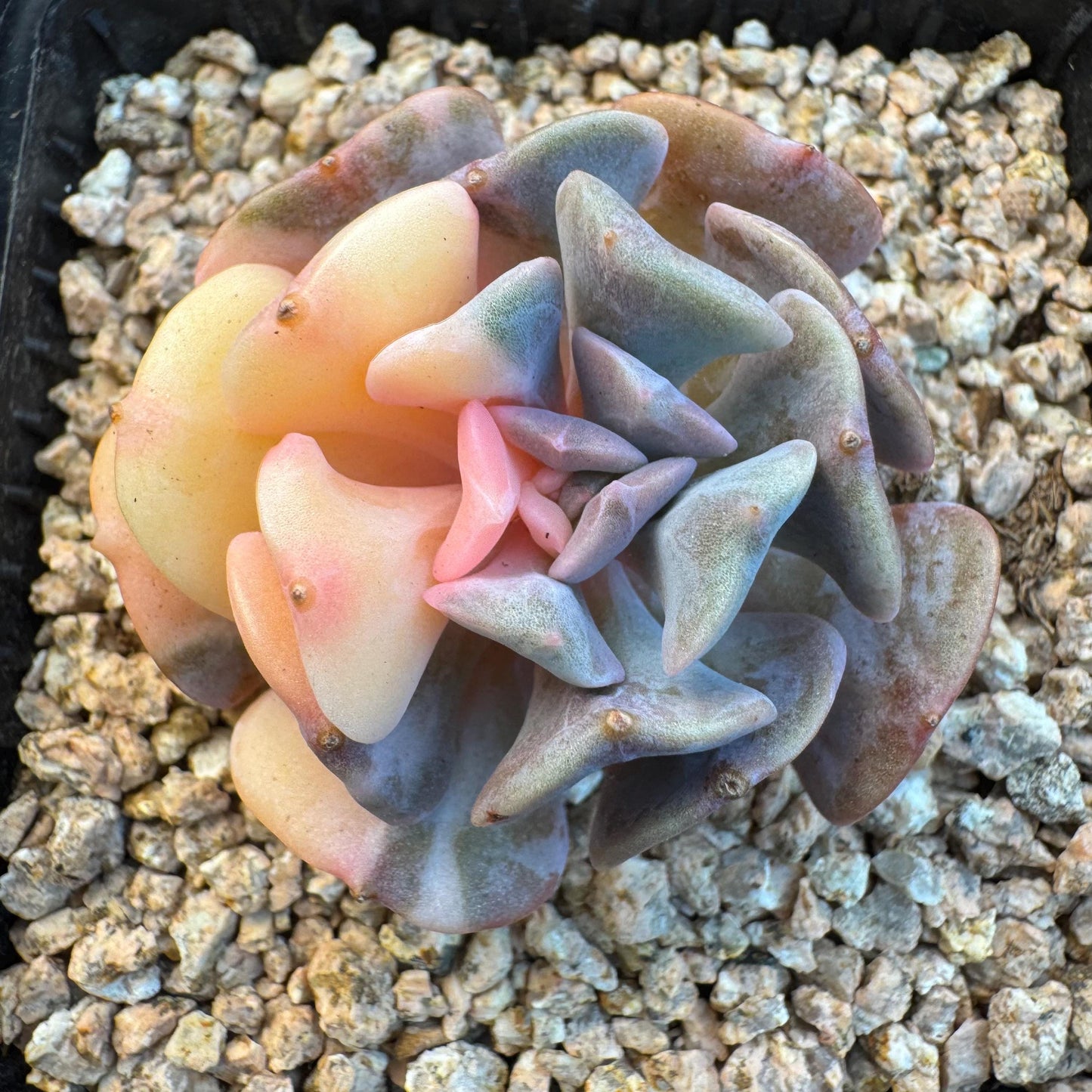 Echeveria ' cubic frost variegated ', small size , 1.7inches, S31