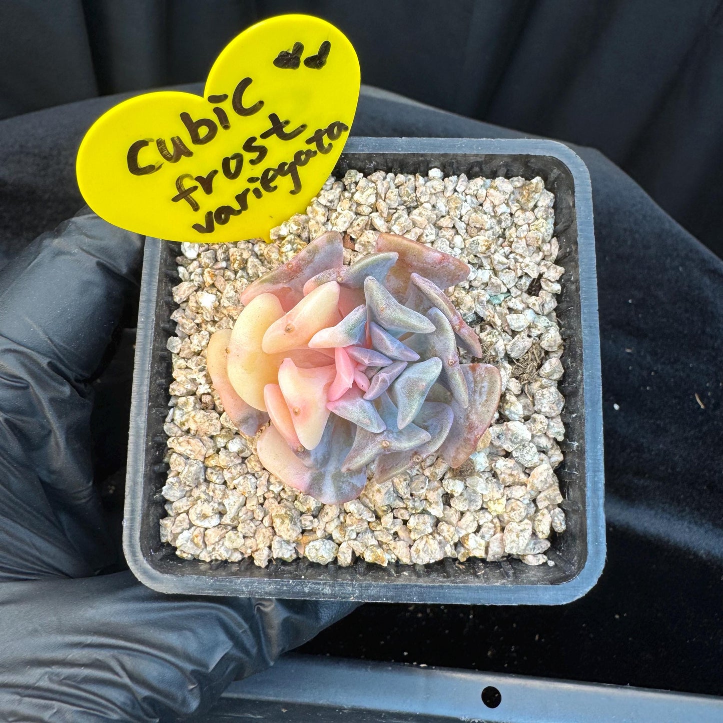 Echeveria ' cubic frost variegated ', small size , 1.7inches, S31
