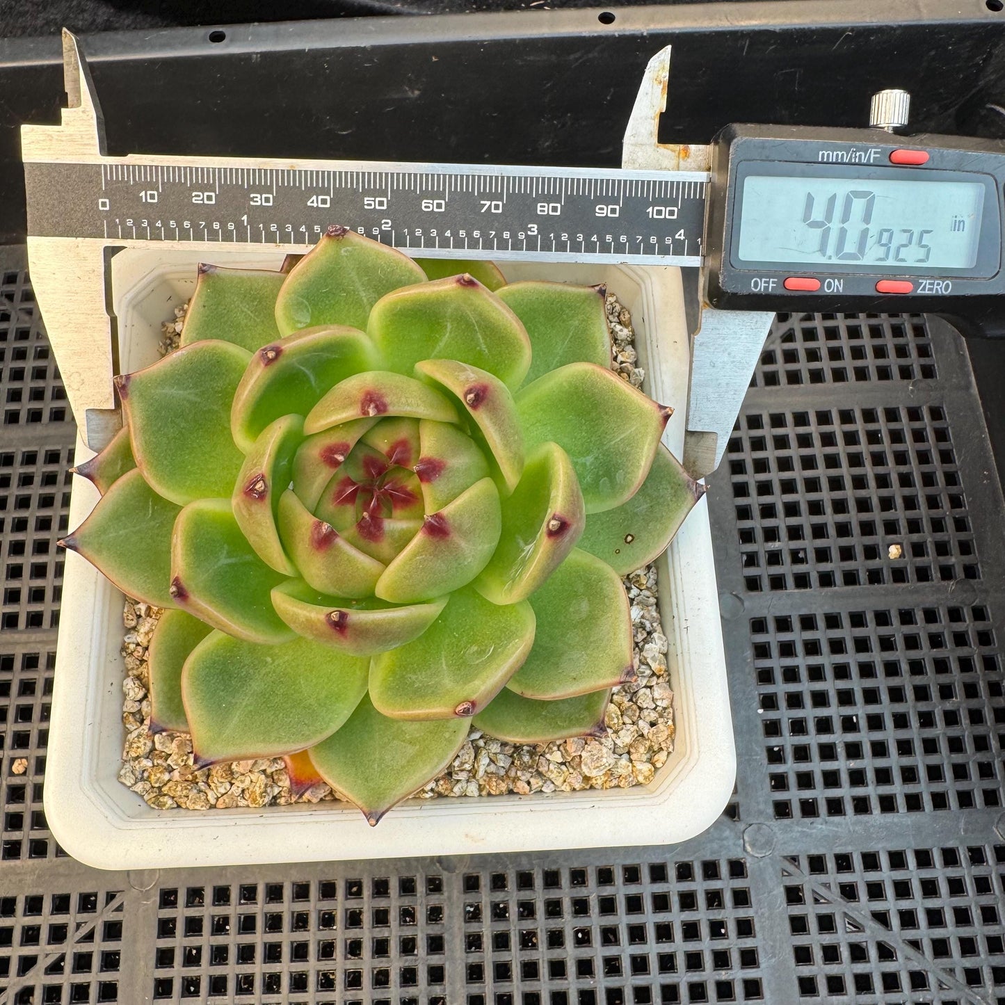 Echeveria ' super blue dragon ', single head, 4.0inches, S28