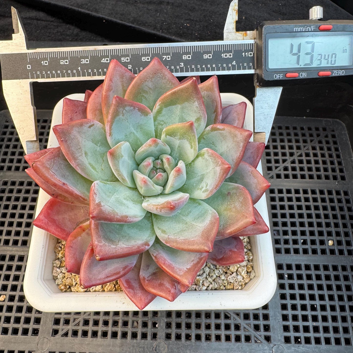 Echeveria ' sugar queen ', single head, 4.3inches, S30