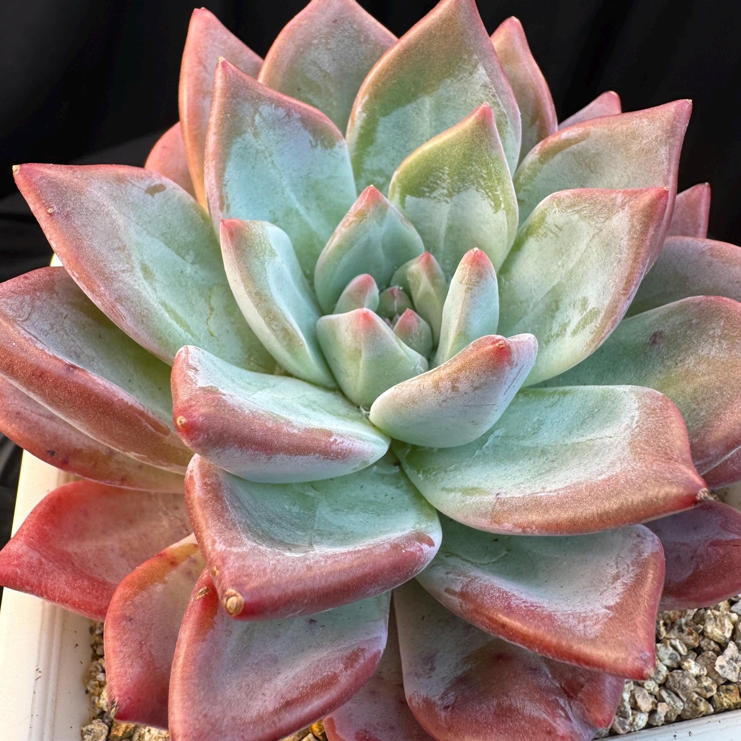 Echeveria ' sugar queen ', single head, 4.3inches, S30