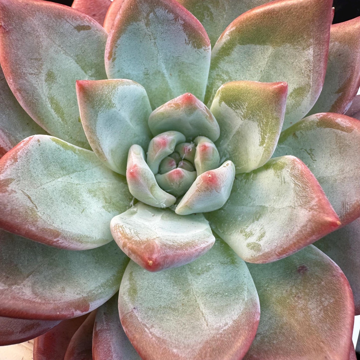Echeveria ' sugar queen ', single head, 4.3inches, S30