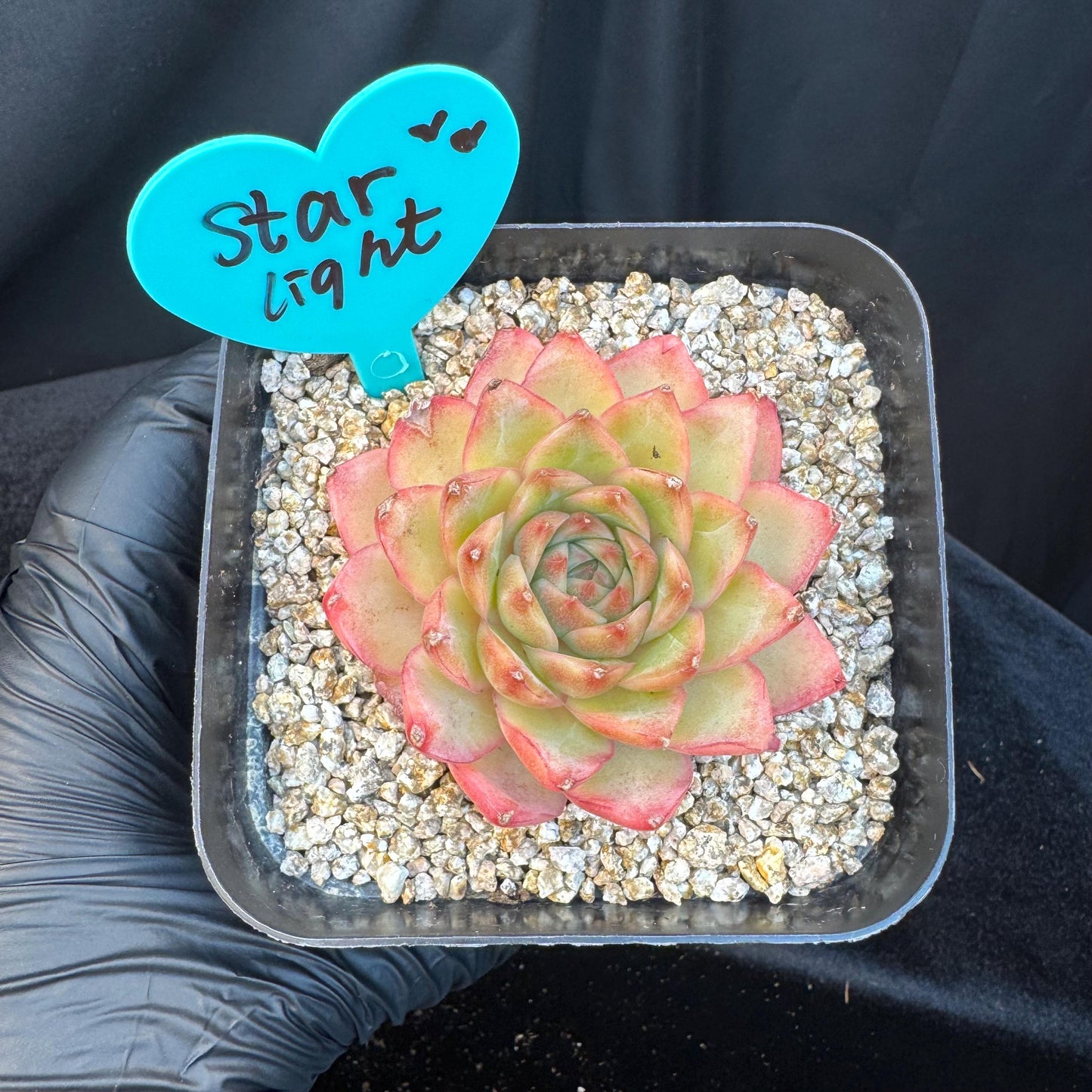 Echeveria ' star light', single head, 2.6inches, S21