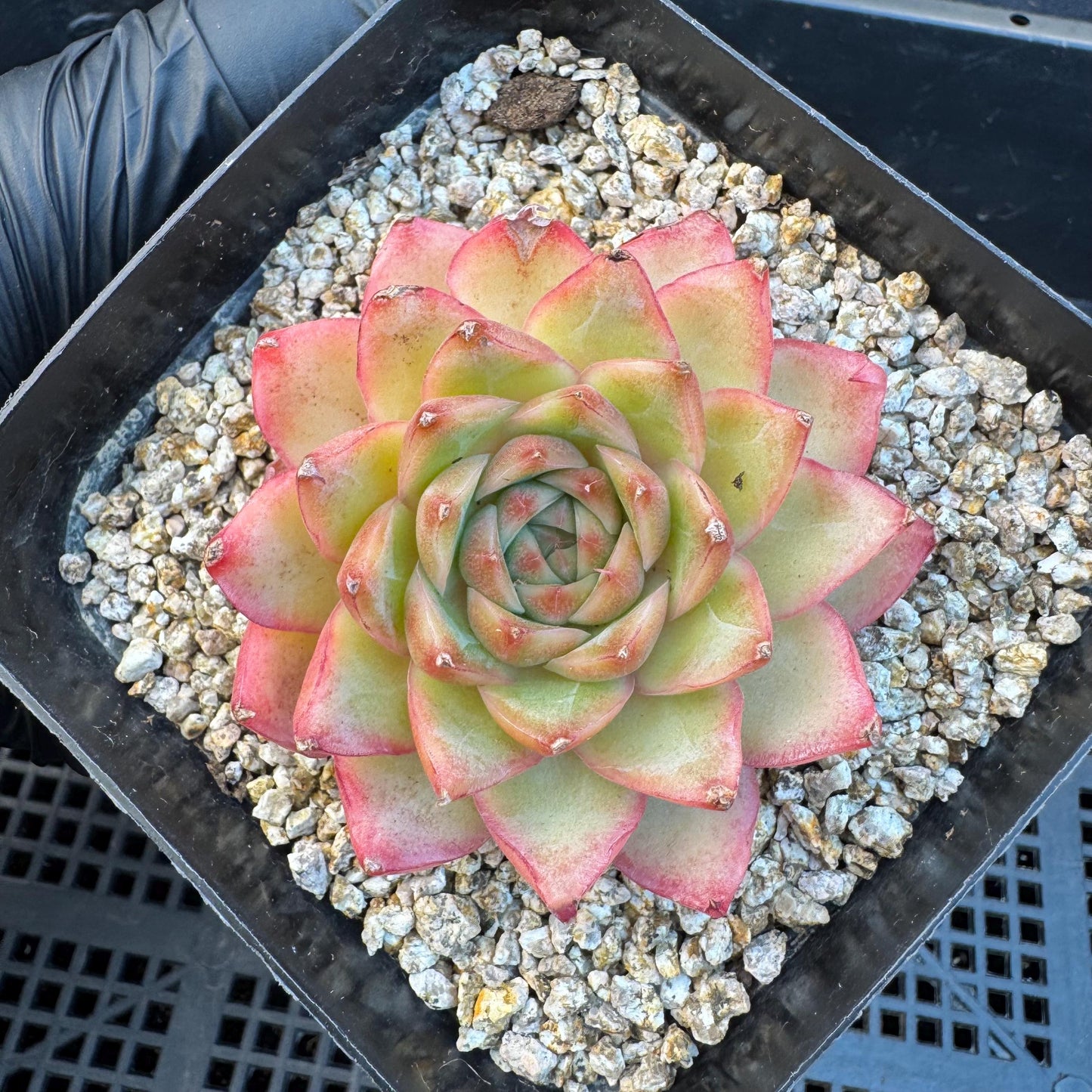 Echeveria ' star light', single head, 2.6inches, S21