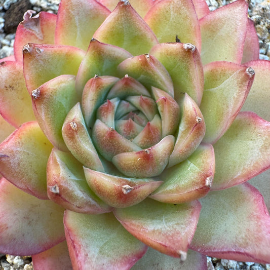 Echeveria ' star light', single head, 2.6inches, S21