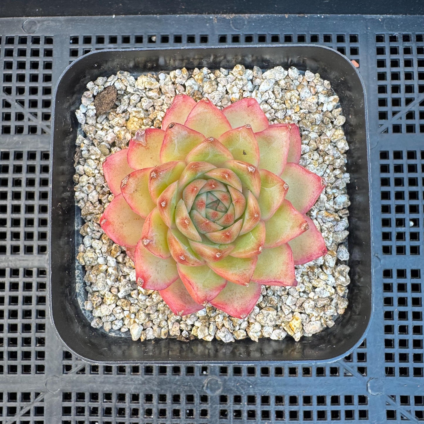 Echeveria ' star light', single head, 2.6inches, S21