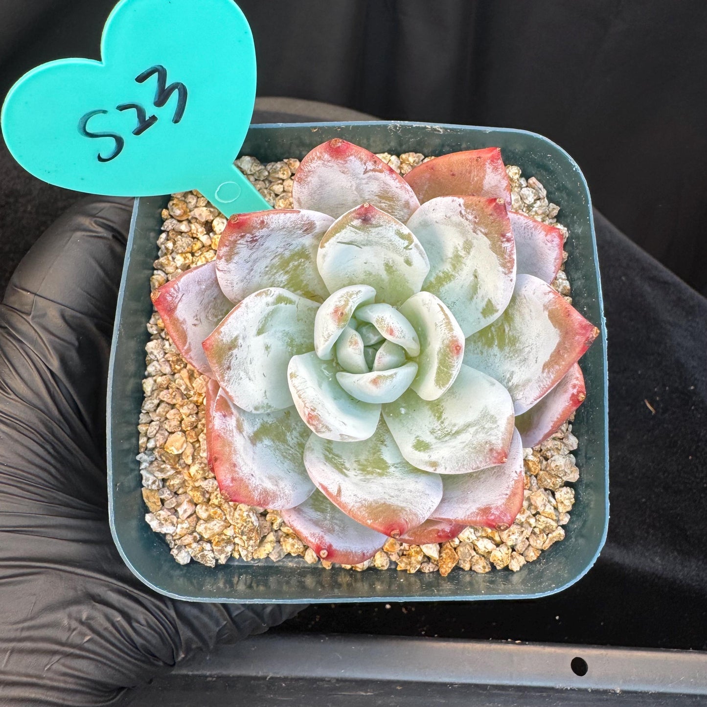 Echeveria ' Laui Hybrid', single head, 2.7inches, S23
