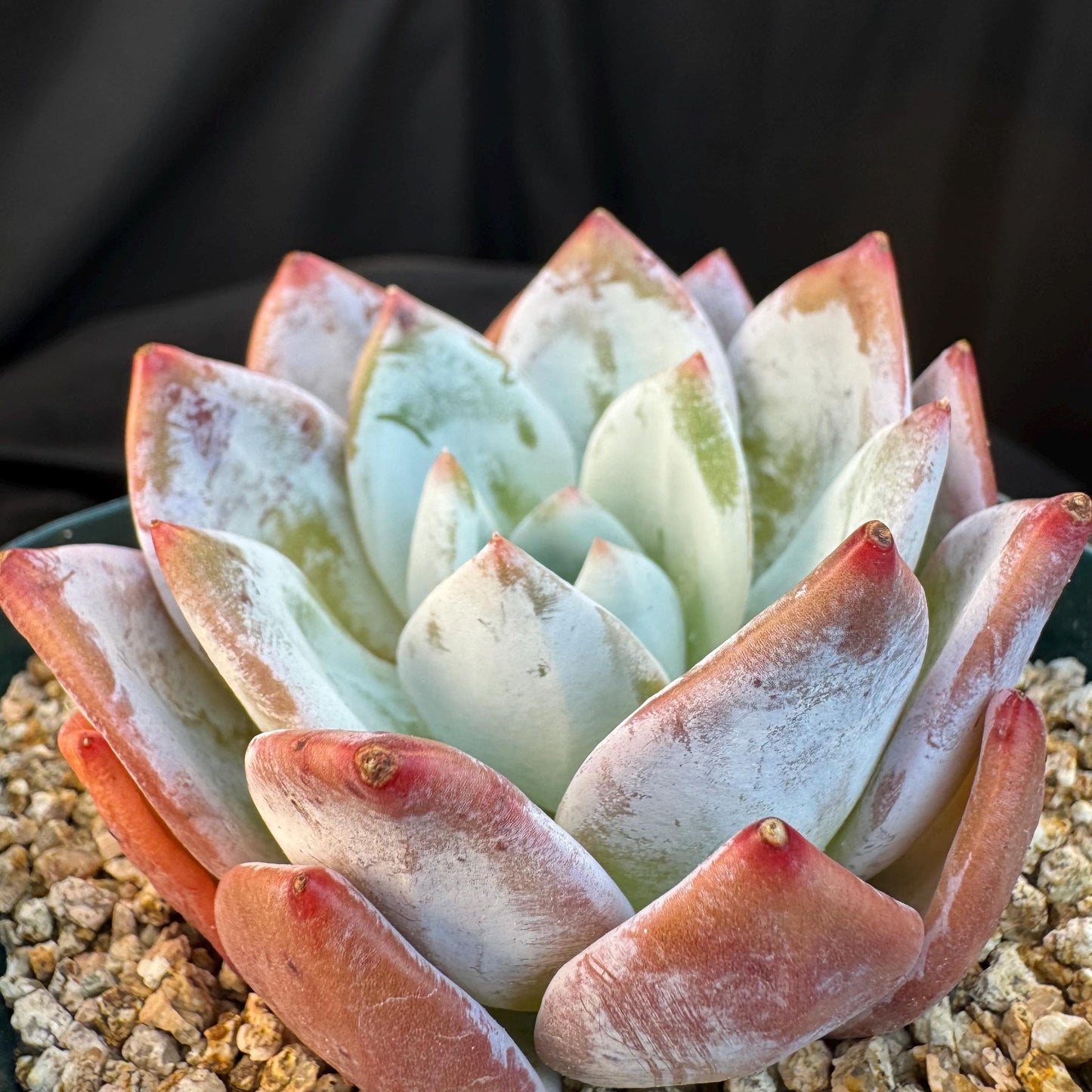 Echeveria ' Laui Hybrid', single head, 2.7inches, S23
