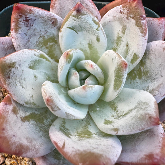 Echeveria ' Laui Hybrid', single head, 2.7inches, S23