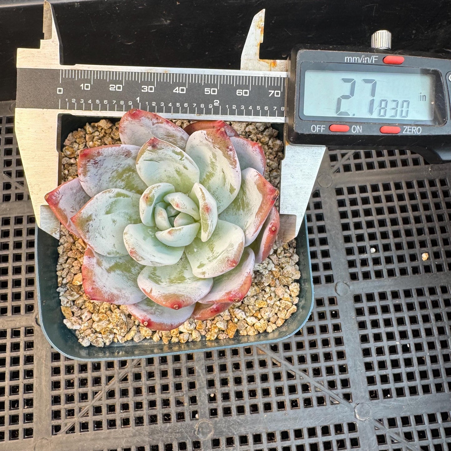 Echeveria ' Laui Hybrid', single head, 2.7inches, S23