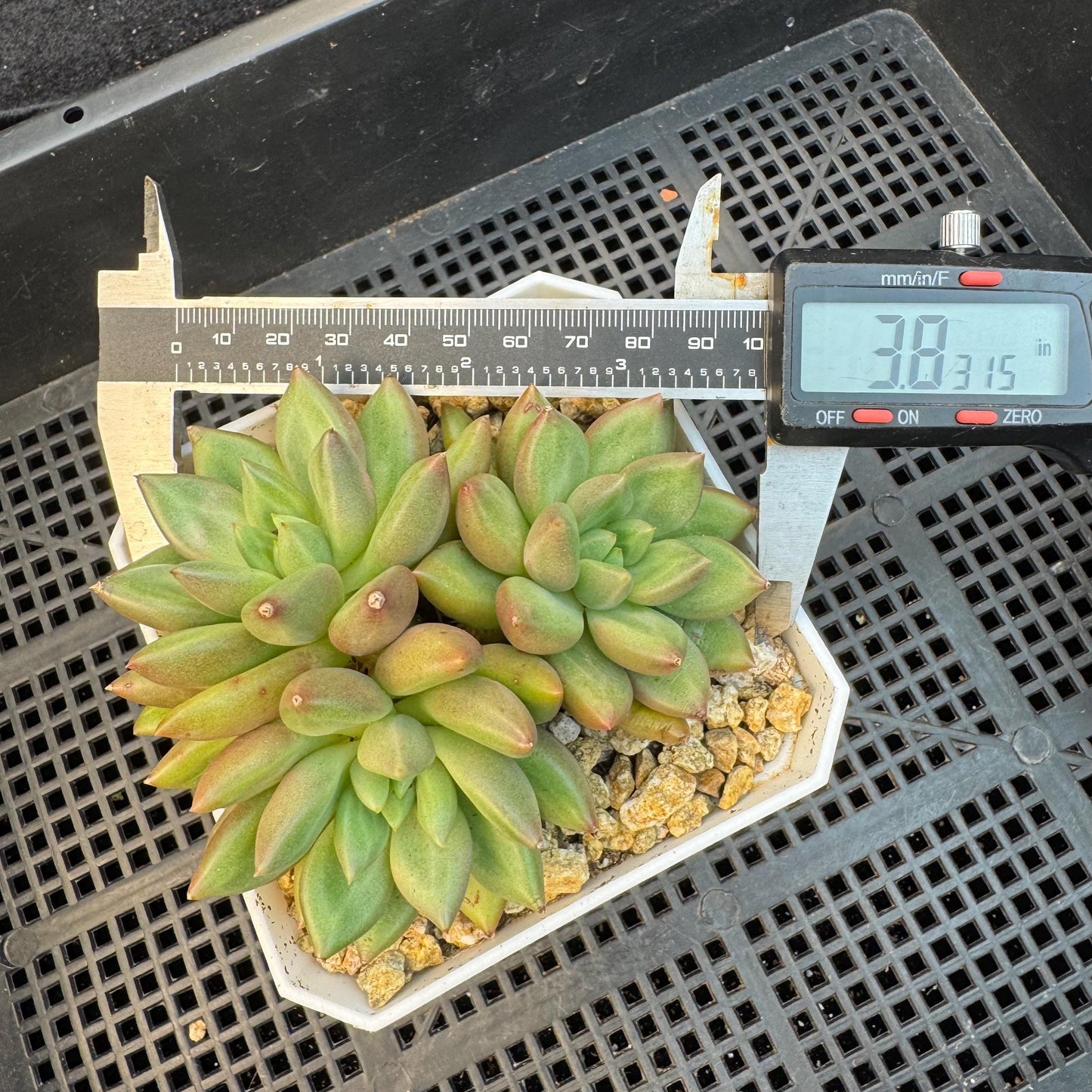 Echeveria ' pachypodium mikea', single head, 3.8inches, S24