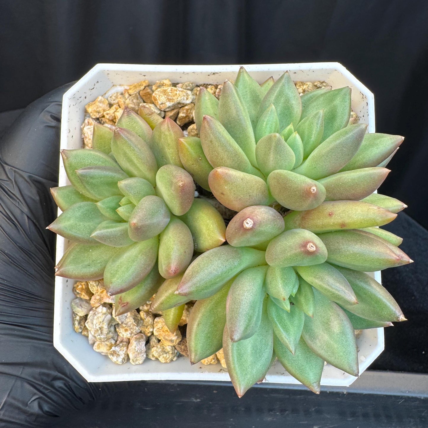 Echeveria ' pachypodium mikea', single head, 3.8inches, S24