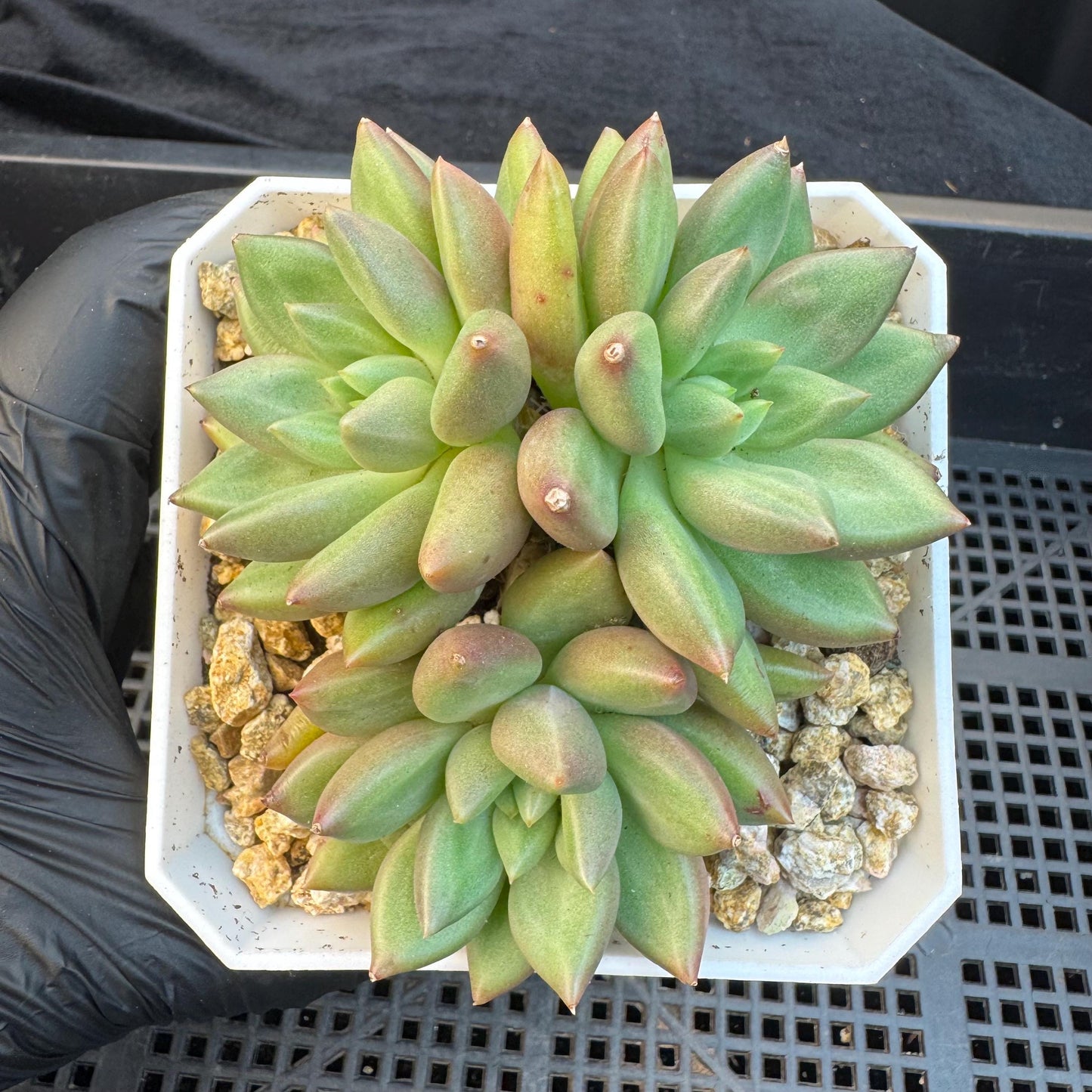 Echeveria ' pachypodium mikea', single head, 3.8inches, S24