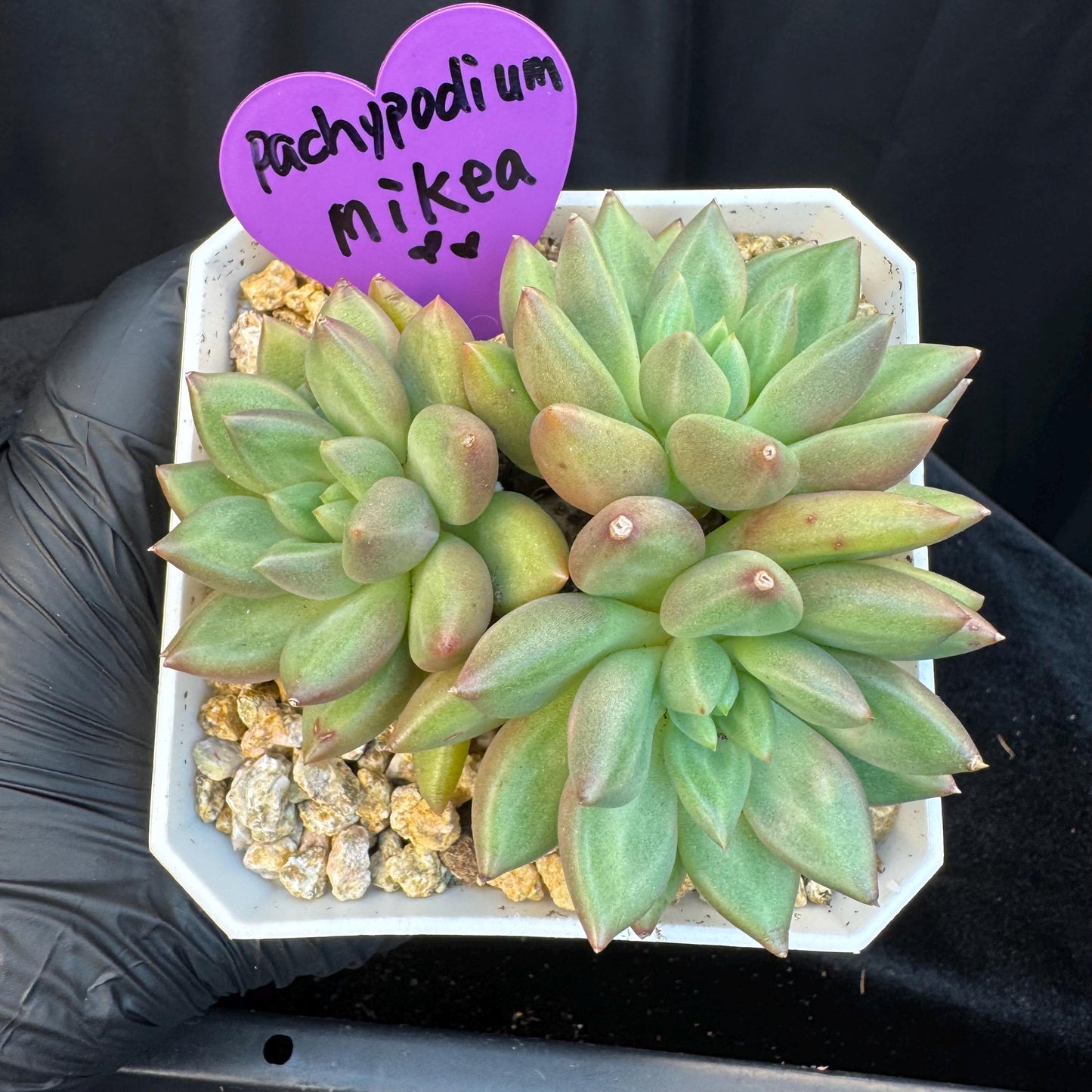 Echeveria ' pachypodium mikea', single head, 3.8inches, S24
