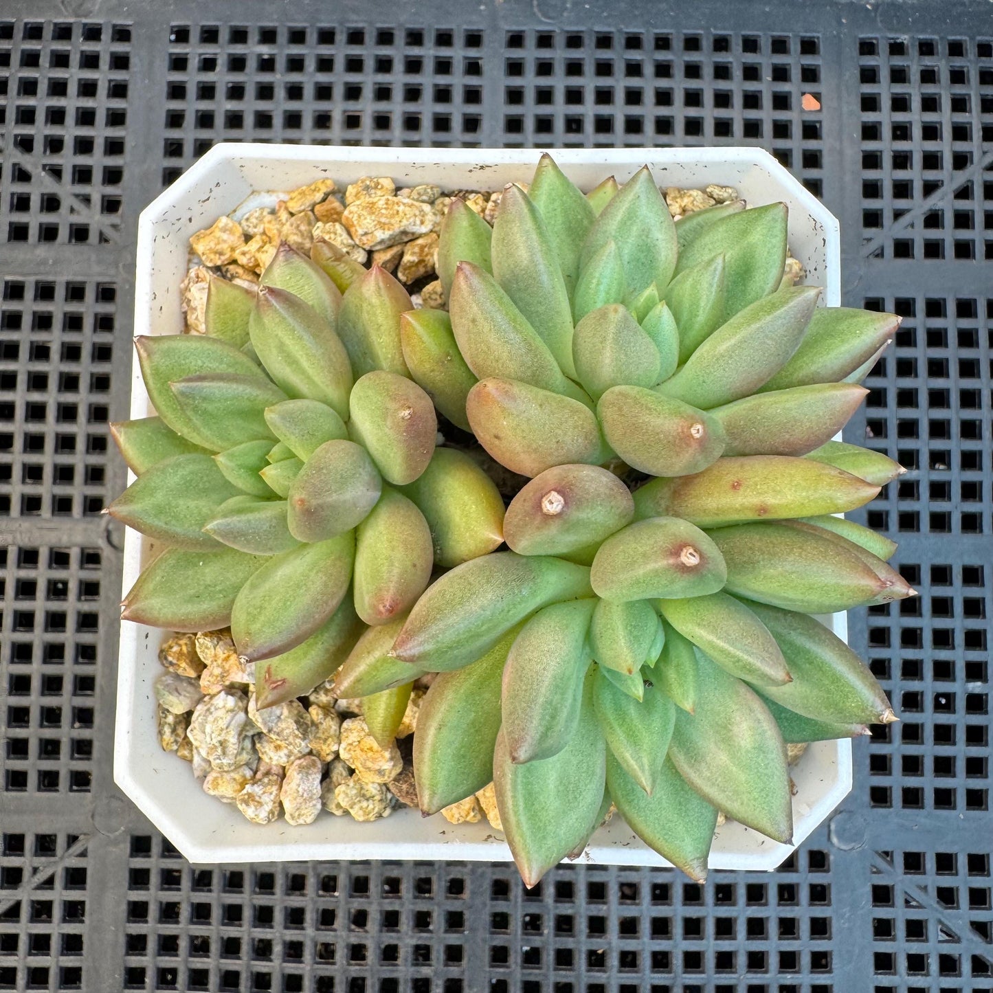 Echeveria ' pachypodium mikea', single head, 3.8inches, S24