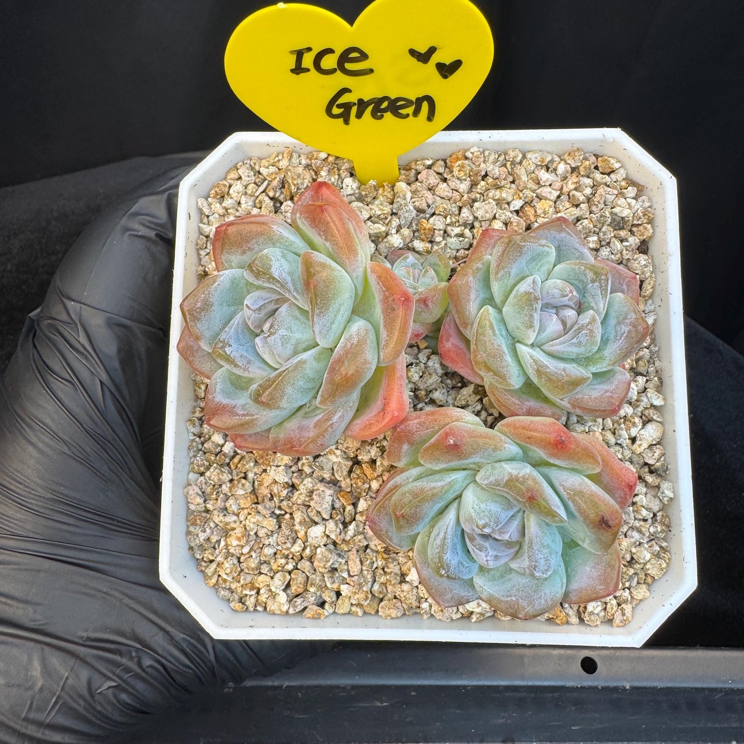 Echeveria ' ice green' cluster, 3.5inches, S14