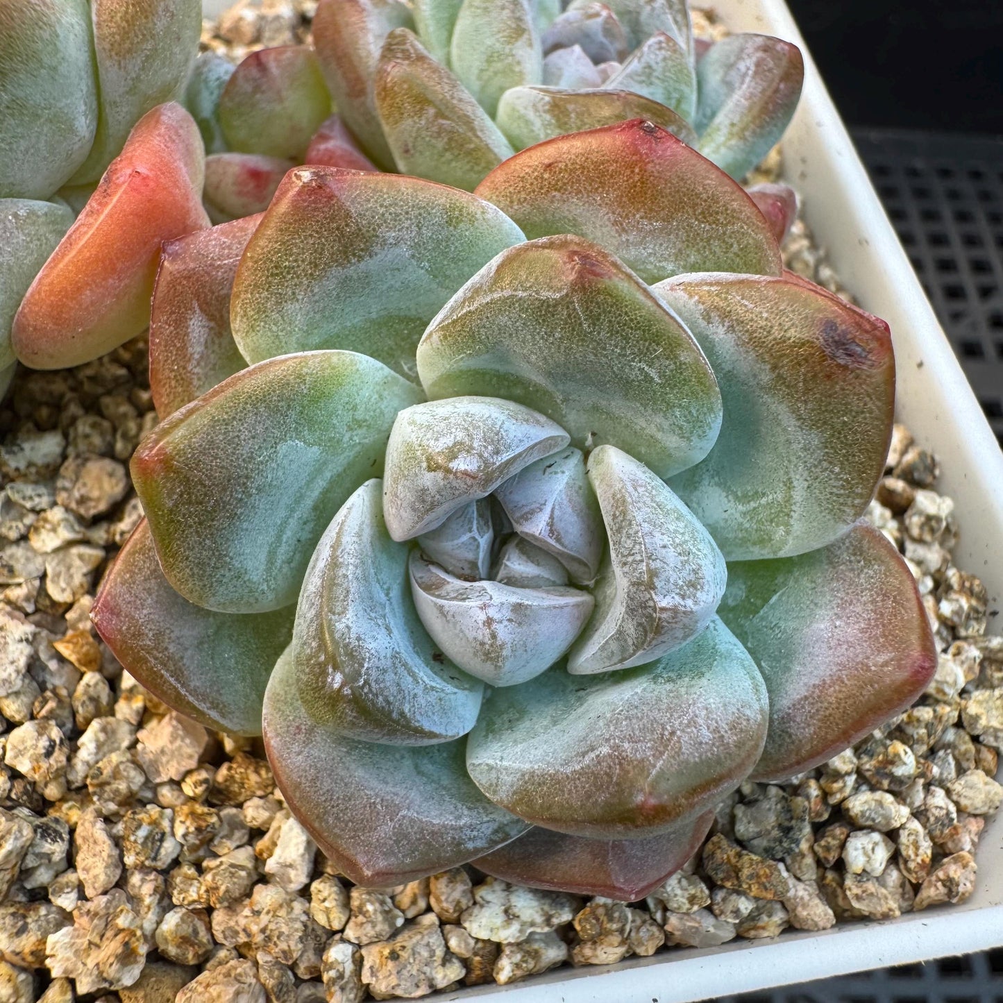 Echeveria ' ice green' cluster, 3.5inches, S14