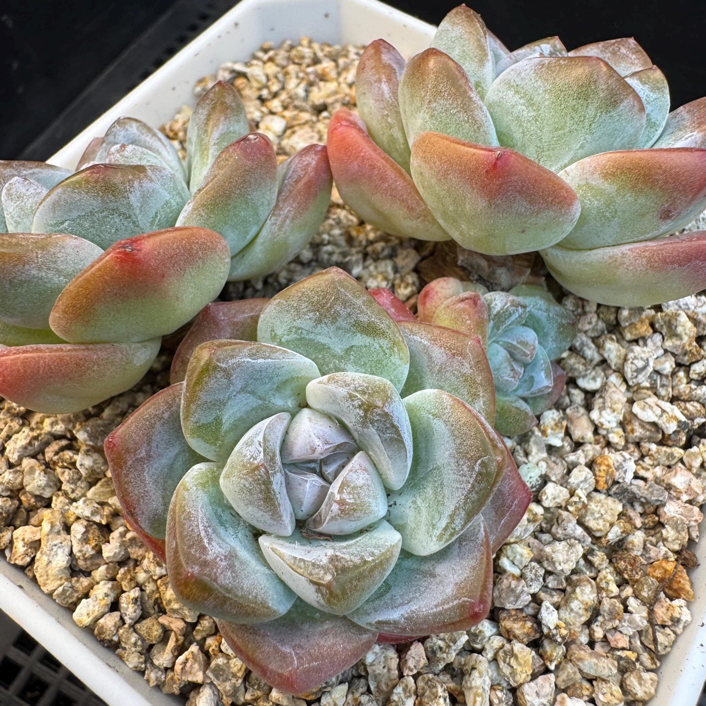 Echeveria ' ice green' cluster, 3.5inches, S14