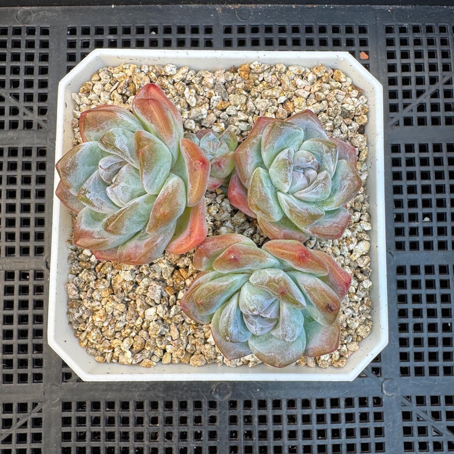 Echeveria ' ice green' cluster, 3.5inches, S14
