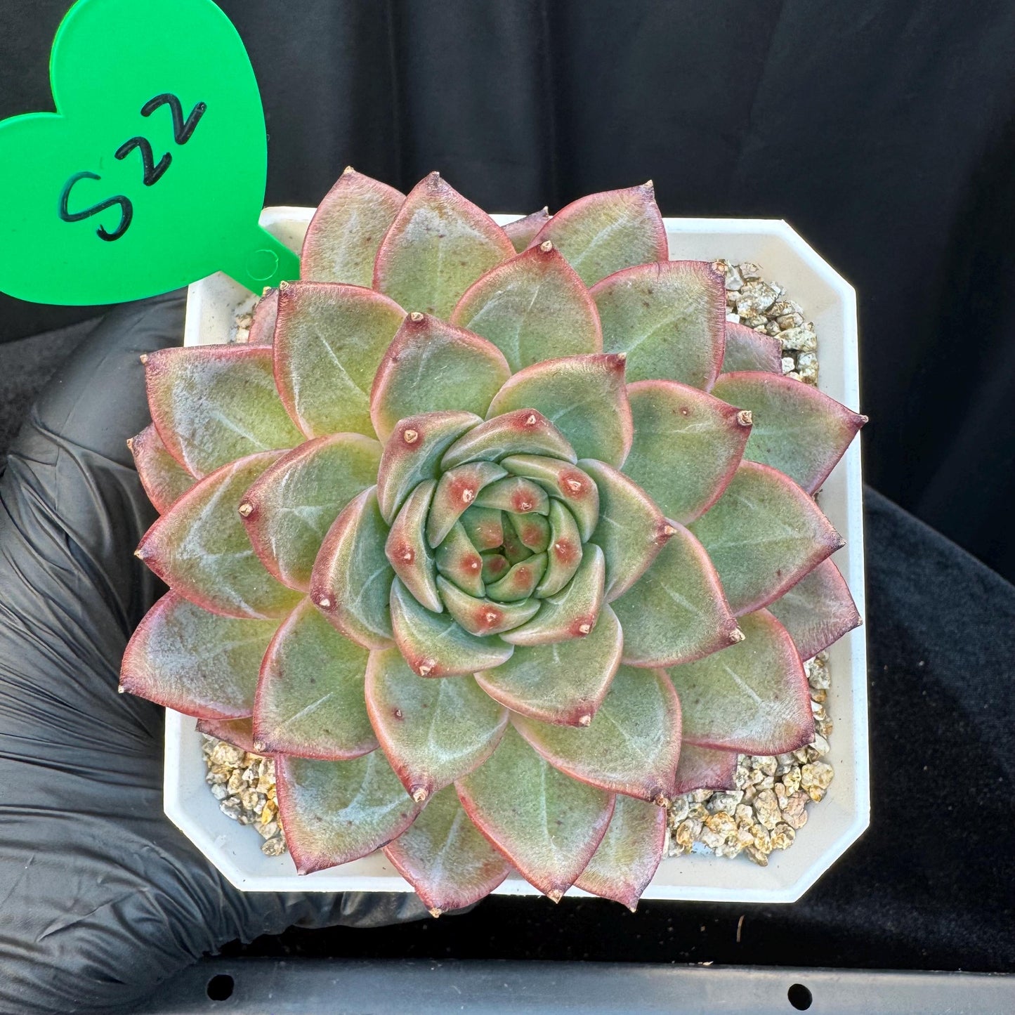Echeveria ' magic cauldron', single head, 3.7inches, S22