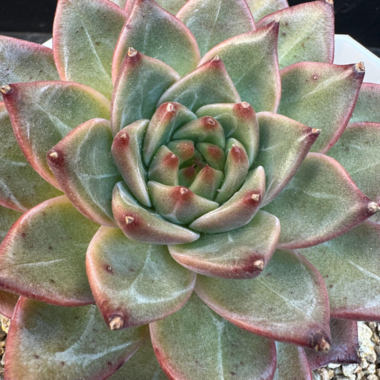 Echeveria ' magic cauldron', single head, 3.7inches, S22