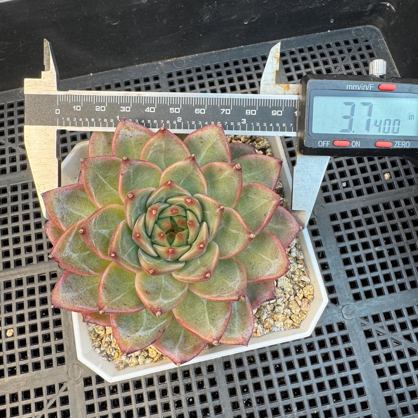 Echeveria ' magic cauldron', single head, 3.7inches, S22