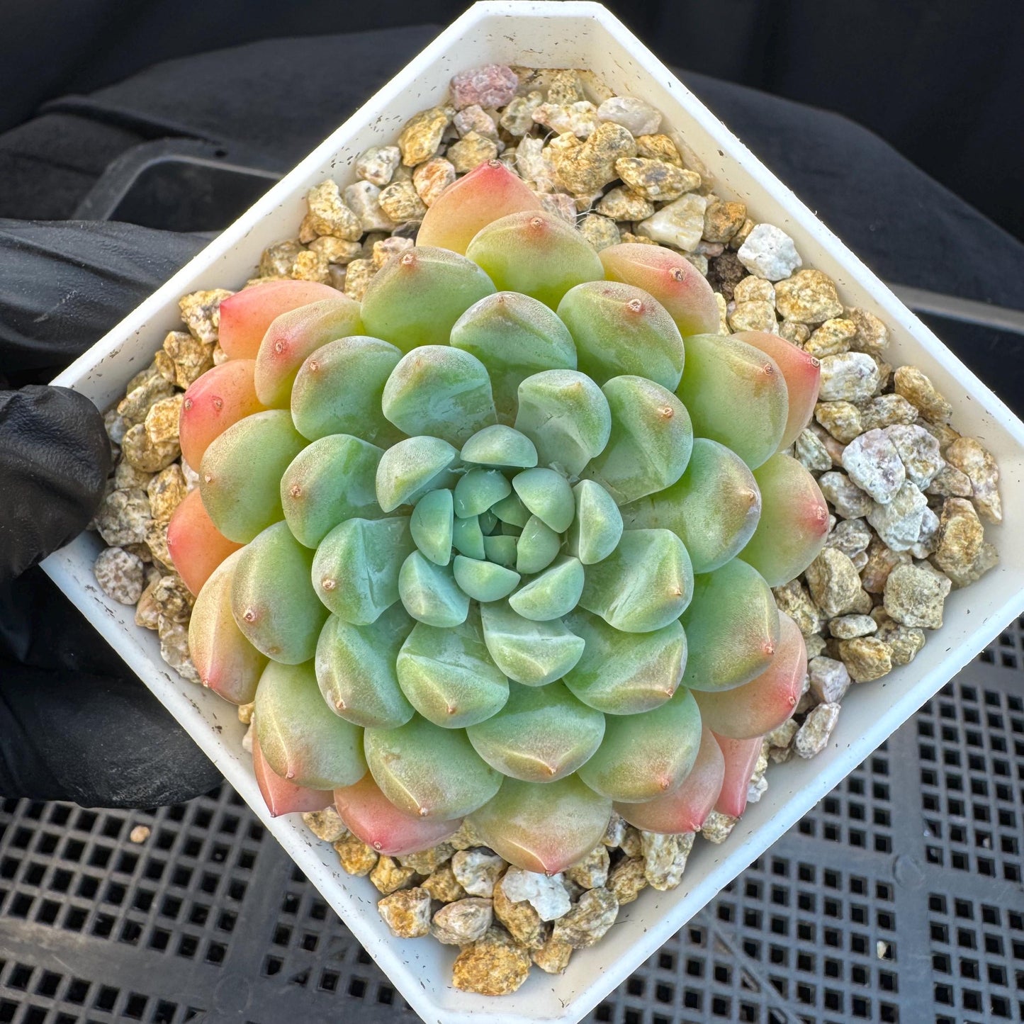 Echeveria ' white snow orchid', single head, 2.9inches, S16