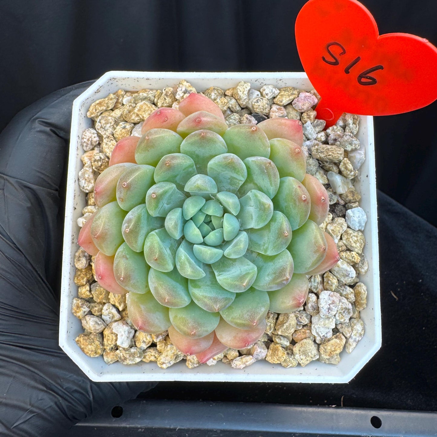 Echeveria ' white snow orchid', single head, 2.9inches, S16