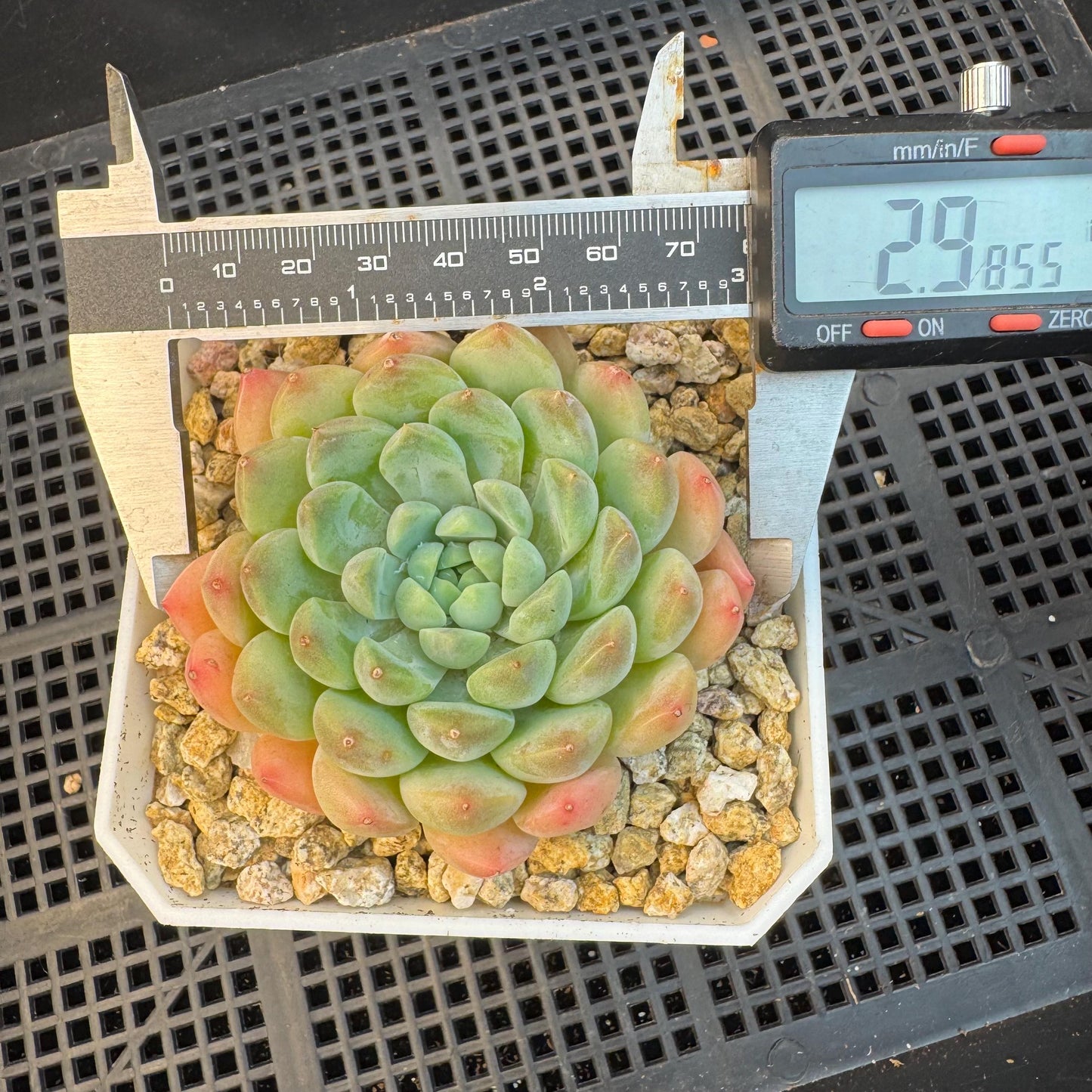 Echeveria ' white snow orchid', single head, 2.9inches, S16