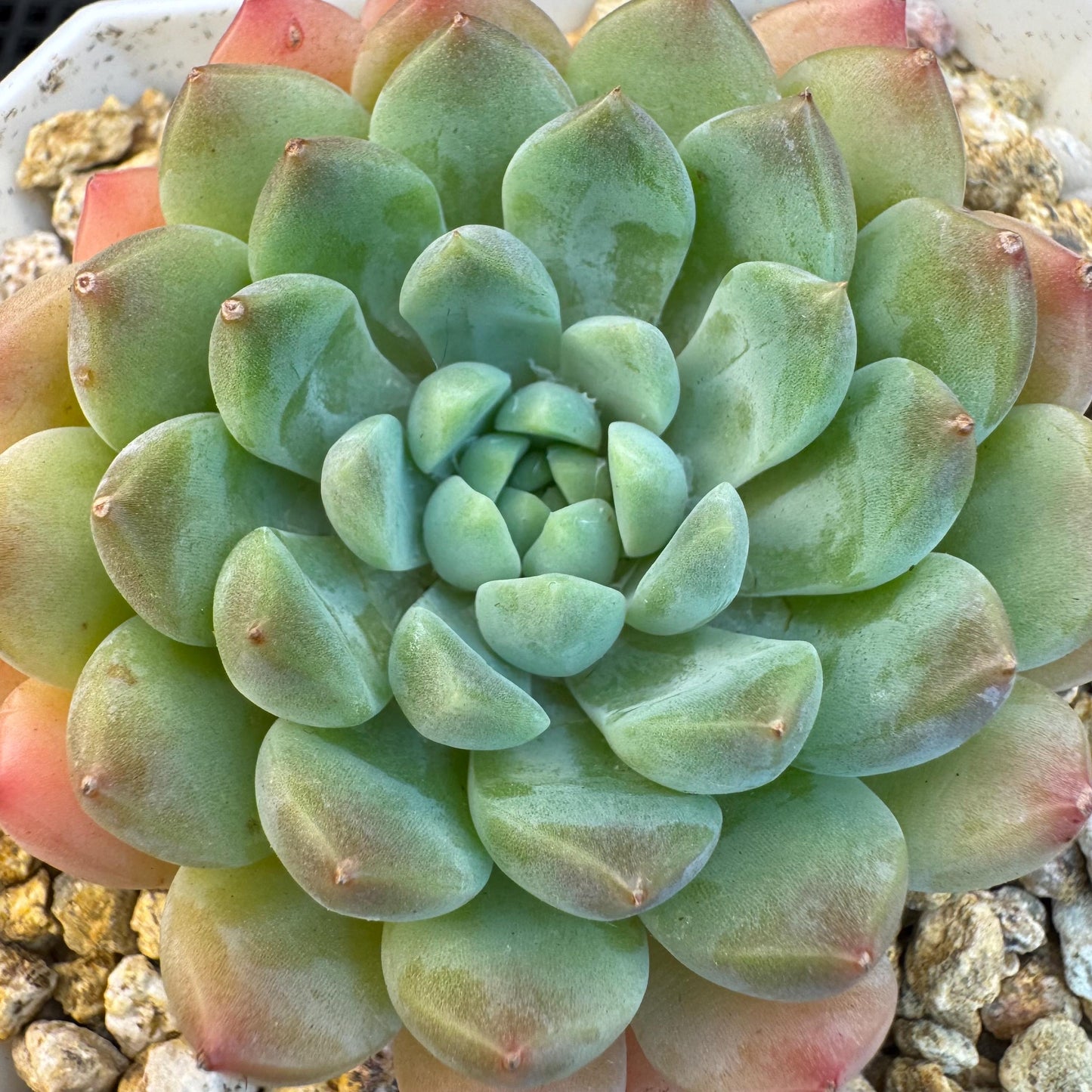 Echeveria ' white snow orchid', single head, 2.9inches, S16