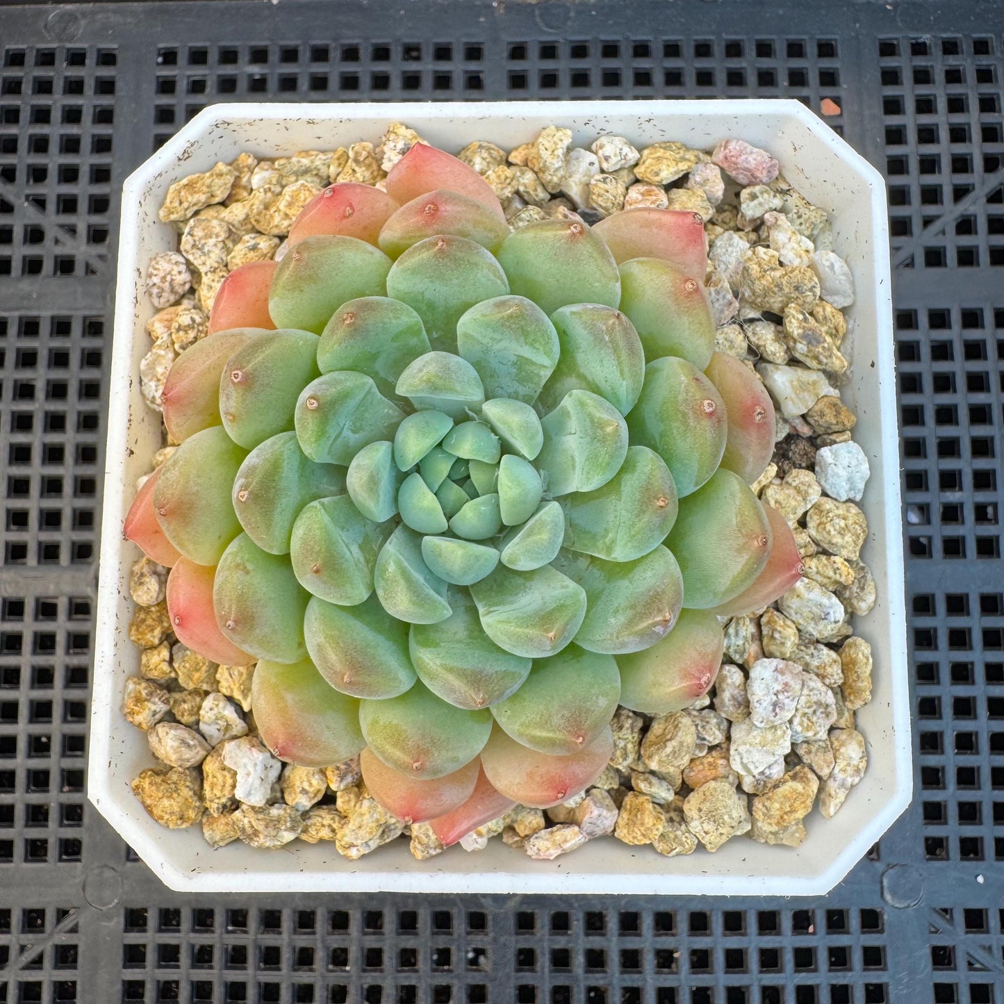 Echeveria ' white snow orchid', single head, 2.9inches, S16