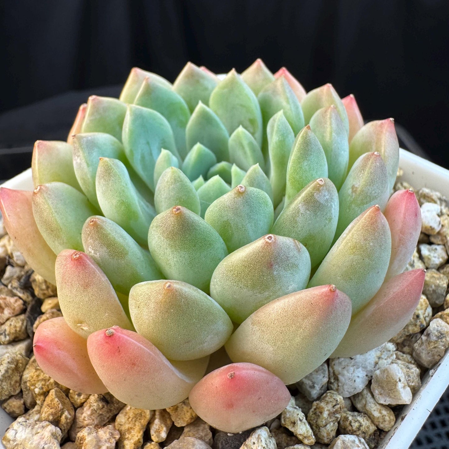 Echeveria ' white snow orchid', single head, 2.9inches, S16