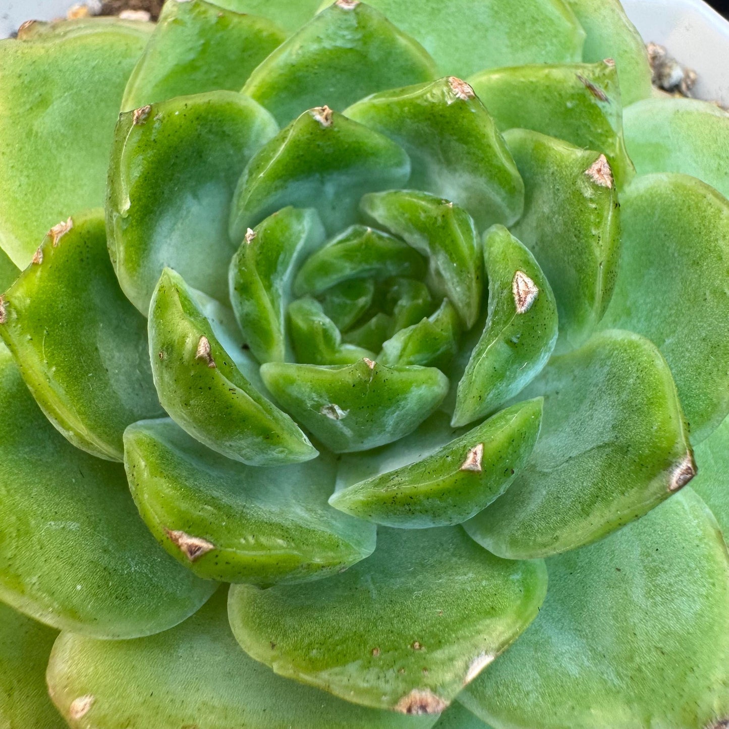 Echeveria ' green baby', single head, 3.4inches, S19