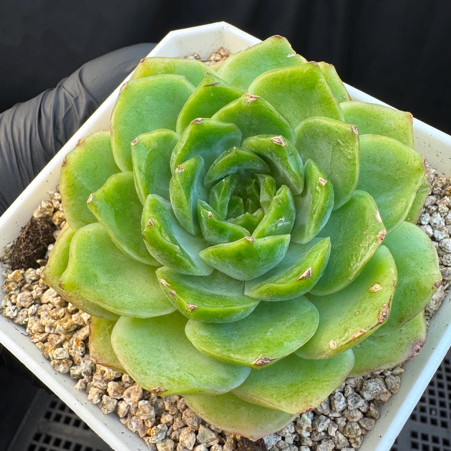 Echeveria ' green baby', single head, 3.4inches, S19